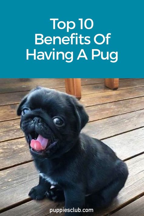 Top-10-Benefits-Of-Having-A-Pug Pug Puppies Funny, Dog House Design, Raising Puppies, Funny Talking Dog, Dog House Outdoor, Pug Facts, Pug Dog Puppy, Black Pug Puppies, Large Dog House