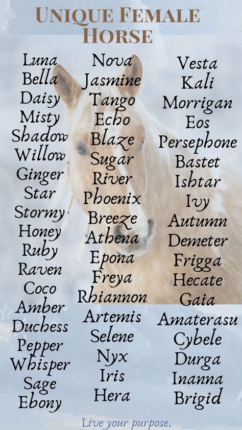 Choosing the perfect name for your mare or filly can be a delightful yet challenging task.  To help you find inspiration, we’ve compiled a comprehensive list of over 210 unique female horse names, categorized to suit various personalities and preferences. Horse Names Female, Mare Horse Names, Cute Horse Names, Female Horse Names, Names For Horses, Unique Horse Names, Animal Name Ideas, Rare Horse Colors, Horse Name Ideas