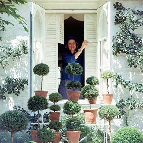 Potted Boxwood, Bunny Mellon, Topiary Garden, Virginia Homes, Topiaries, Nantucket, Hedges, Horticulture, The Window