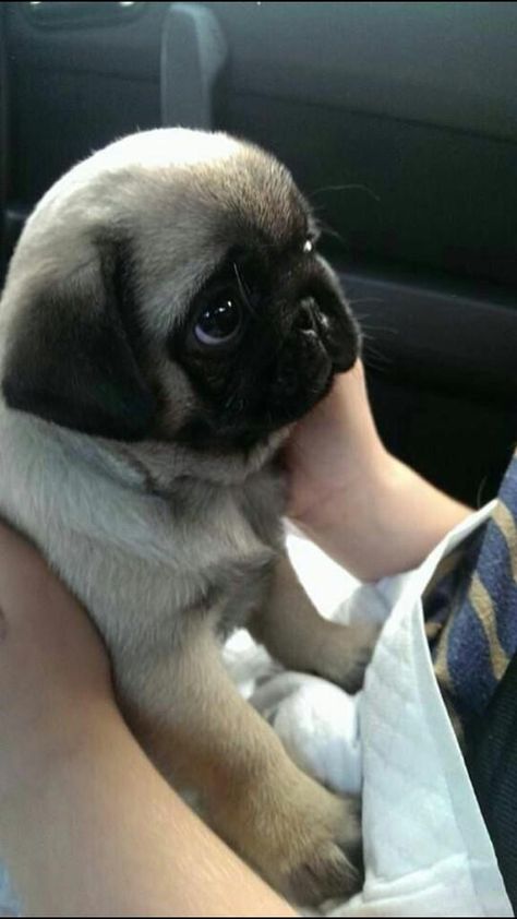 Anjing Pug, Teacup Puppy, Baby Pugs, Dog Brain, Pug Puppies, Cute Pugs, Pug Love, Cute Creatures, Baby Dogs