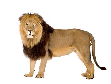 Lion White Background, Leo Background, Lion Side View, D Boss Images, Islamic Image, Tiger Images, Panthera Leo, Panoramic Photography, Wild Animals Pictures