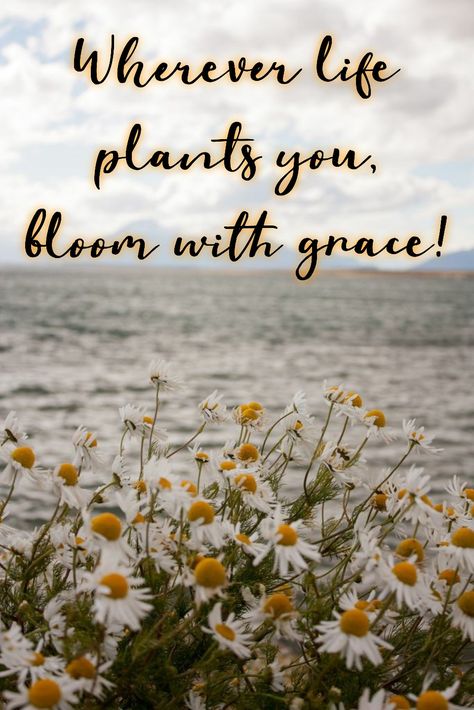 Grace Quote, Kids Come First, Grace Quotes, Short Prayers, Church Signs, How To Be Graceful, Daisy Love, Girls Camp, Star Words