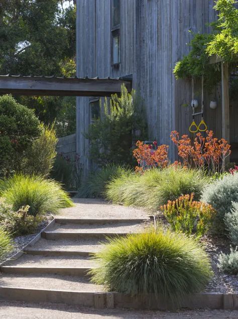 Australian Garden Design, Bush Garden, Australian Natives, Australian Native Garden, Australian Garden, Australian Native Plants, Coastal Gardens, Casa Exterior, Sustainable Garden