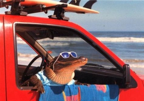 crocodile in car - Google Search Wearing Sunglasses, A Car, Alligator, The Beach, Sunglasses, Red