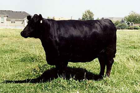 Australian Lowline Cow Miniature Cattle, Angus Cattle, Mini Cows, Cattle Breeds, Small Farm, Farm Animals, The History, Cow, Horses