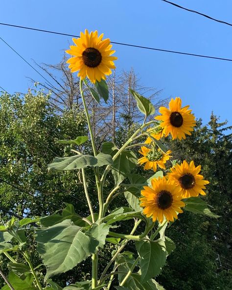 Finally! Our tallest sunflowers 🌻 have opened. Happy Sunflower, Sunflowers Growing, Sunflower Plant, Flower Identification, Human Sketch, Planting Sunflowers, Warrior Cats, Art Reference Photos, Sunflower