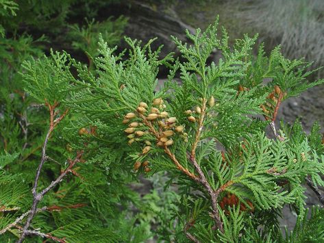 Northern white cedar also called an arborvitae, is planted as a favorite yard tree but also managed in forests for as timber crop. White Cedar Tree, Northern White Cedar, Arborvitae Tree, Northern Island, Thuja Occidentalis, Cedar Tree, St. Croix, White Cedar, Cedar Trees