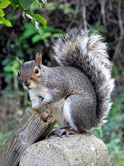 Grey Squirrel Squirrel, #Squirrel, #Grey Grey Squirrel Photography, October Sketchbook, Squirrel In Tree, Squirrel Photography, Squirrel Photo, Red Woods, Eastern Gray Squirrel, Creature Ideas, Gray Squirrel