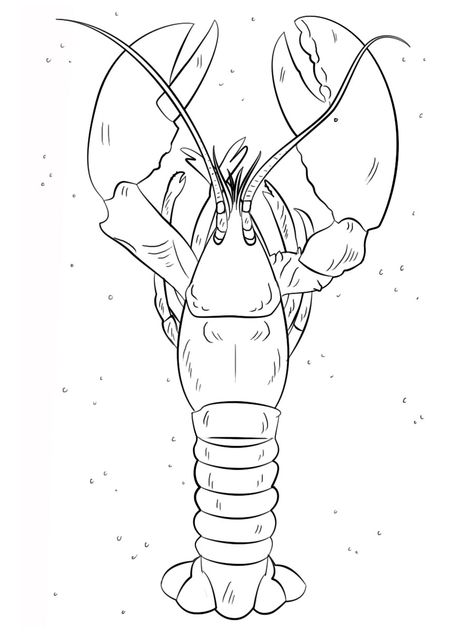 Free Lobster coloring pages. Download and print Lobster coloring pages Crustaceans Drawing, Lobster Drawing, Lobster Tattoo, Embroidery Images, Lobster Art, Sea Scapes, Outline Images, Craft Board, Drawing Tutorials For Kids