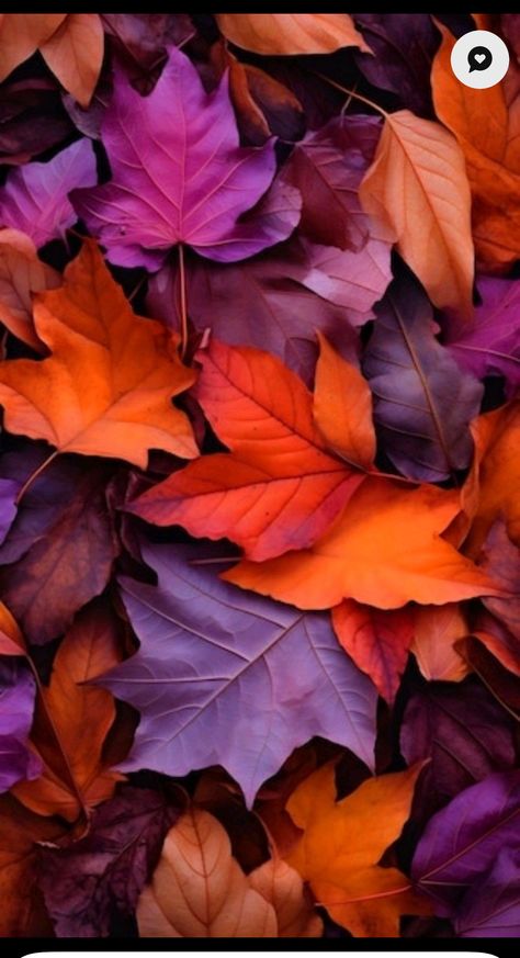 Fall Purple Aesthetic, Fall Cellphone Wallpaper, Fall Facebook Cover Photos Autumn, Wallpaper Iphone September, Fall Wallpaper Facebook Cover, Purple Autumn Aesthetic, Purple Fall Wallpaper, Purple Fall Aesthetic, Fall Leaf Wallpaper