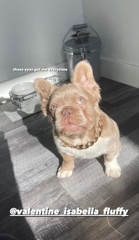 Fluffy French Bulldog Full Grown, Fluffy French Bulldog, Fluffy Frenchie, Dog Snapchats, French Bulldog Breed, Cute Bulldog Puppies, Cute Small Dogs, Puppy Mom, Dog Mommy