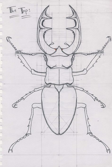 Bug Drawing Insects, Insect Drawing Simple, Bugs Drawing Sketches, Beetle Sketch, Sketch Tattoos, Beetle Drawing, Simple Draw, Bugs Drawing, Beetle Illustration