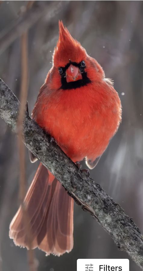 Cardinal Pictures, Cardinal Birds Art, Red Cardinals, What Is A Bird, Northern Cardinal, Song Birds, Most Beautiful Birds, Birds Art, Cardinal Birds