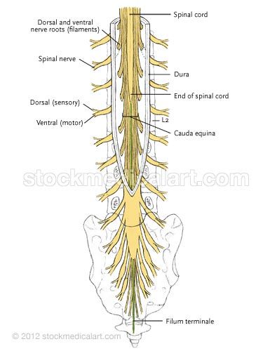 image of cauda equina - Google Search Cauda Equina, Spinal Nerve, Spinal Cord, Visual Aids, Nerve, Anatomy, Medical, Google Search