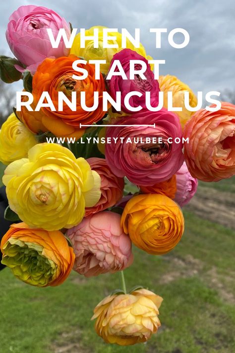 Learn how to grow ranunculus with our easy step-by-step guide! From choosing corms to harvesting, this article covers everything you need to transform your spring garden into a blooming paradise. When To Plant Ranunculus Bulbs, Raniculas Ranunculus, Growing Ranunculus In Pots, Ranunculus Garden Bed, Planting Ranunculus Bulbs, Growing Ranunculus Flowers, How To Grow Ranunculus, Ranculus Flowers Care, Runuculous Flower