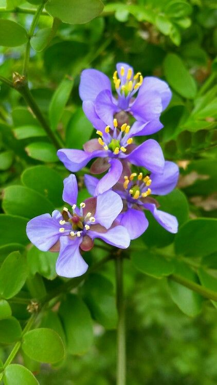 Lignum Vitae, The National flower of Jamaica. Jamaica Flower, Facial Room, Lignum Vitae, Blue Comforter Sets, Black Girls With Tattoos, Purple Garden, Good Morning World, Watercolor Bouquet, Ceramics Projects