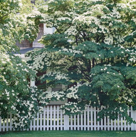 Grow Dogwood Shrubs for the Beauty of Dogwood Trees on a Smaller Scale Dogwood Shrub, Dogwood Tree, Driveway Entrance, Dogwood Trees, Fence Landscaping, White Garden, White Gardens, Perfect Plants, Bird Feeders