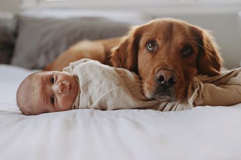 Newborn pictures newborn baby maternity dog golden retriever Newborn With Dog Pictures, Newborn Dog Photoshoot, Newborn And Dog Photos, Baby And Dog Photoshoot, Newborn Home Photoshoot With Dog, Newborn Pics With Dogs, Newborn Shoot With Dog, Lifestyle Newborn Photography With Dog, Newborn Lifestyle Photography At Home With Dog