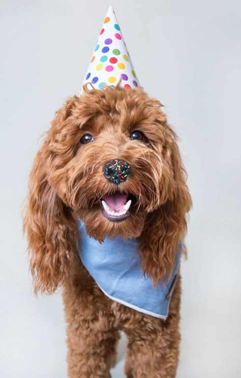 Dog Baking Photography, Senior Dog Birthday Photoshoot, Dog Calendar Ideas, Diy Dog Photoshoot, Dog Photoshoot Birthday, Pet Studio Photography, Dogs Photoshoot Ideas, Dog Studio Photoshoot, Dog Photoshoot Studio