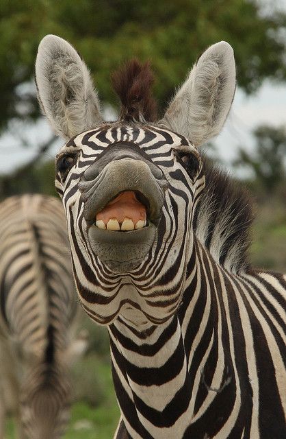 Zebra stallion showing the stiff upper lip Zebra Carpet, Zebra Tattoo, Zebra Pillow, Zebra Drawing, Zebra Pants, Zebra Leggings, Regard Animal, Zebra Skin, Animal Aesthetic