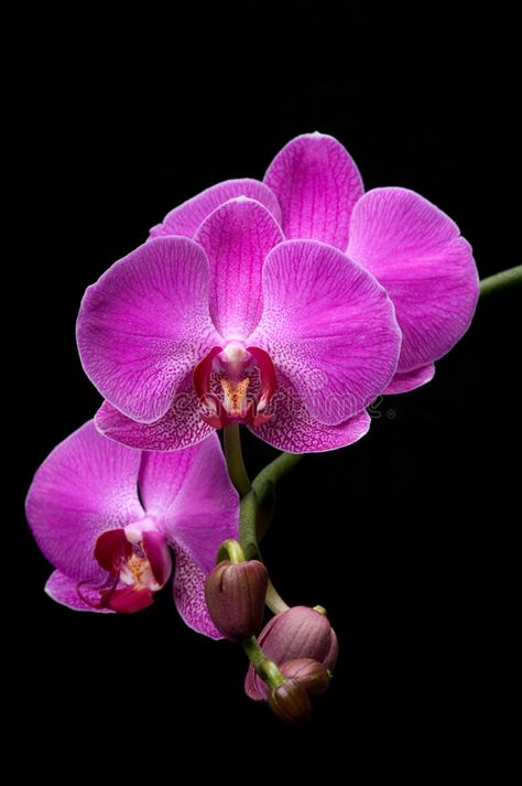 Orchid. Pink orchid on black background , #Sponsored, #Pink, #Orchid, #orchid, #background, #black #ad Orchids Background, Peonies Background, Orchid Drawing, Orchid Photography, Orchid Photo, Foto Transfer, Exotic Orchids, Blue Orchids, Orchid Care