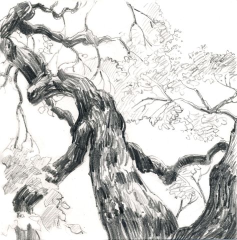 Huntington Gardens, Oak Tree Tattoo, Paper Art Sculpture, Caricature Sketch, Nature Art Drawings, Nature Sketch, Tree Sketches, Landscape Sketch, Background Drawing