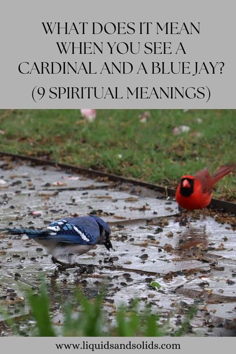 What Does It Mean When You See A Cardinal And A Blue Jay? (9 Spiritual Meanings) Cardinal Birds Meaning, Blue Jay Meaning, Cardinal Meaning, Cardinal And Blue Jay, Cardinal Symbolism, Flying Together, Signs From The Universe, Curious Cat, Cardinal Birds