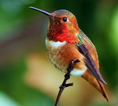 Allen's hummingbird Allen's Hummingbird, Hummingbird Photos, Hummingbirds Photography, Hummingbird Pictures, Valley Village, Tiny Bird, All Birds, Bird Pictures, Exotic Birds