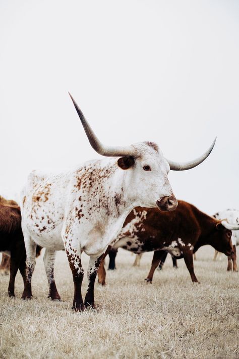 This piece of longhorn art titled "Marshmallow Maverick" was part of a photography landscape series featuring longhorns shot in Texas. This longhorn photo is a limited edition, hand-signed piece with a certificate of authenticity. Abundant sharing will go to the iiilibervive foundation that helps support local + faire trade designers and artisans. P R I C I N G T O T H E T R A D E:Go to Designer Login for new membership. S H I P P I N G:Shipping is included. Unframed pieces will ship in 3-5 busi Longhorn Art, Cow Wallpaper, Longhorn Cattle, Longhorn Cow, Western Photography, Western Wallpaper Iphone, Fluffy Cows, Farm Lifestyle