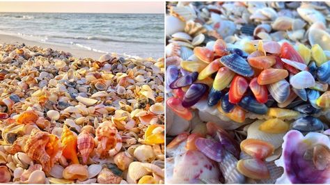 Sarasota Coastlines Are Some Of The Best Shelling Beaches In Florida - Narcity Florida Shelling Beaches, Sea Glass Beaches In Florida, Finding Seashells, Best Shelling Beaches, Colored Seashells, Seashell Hunting, Destin Florida Restaurants, Longboat Key Florida, Sicily Rose