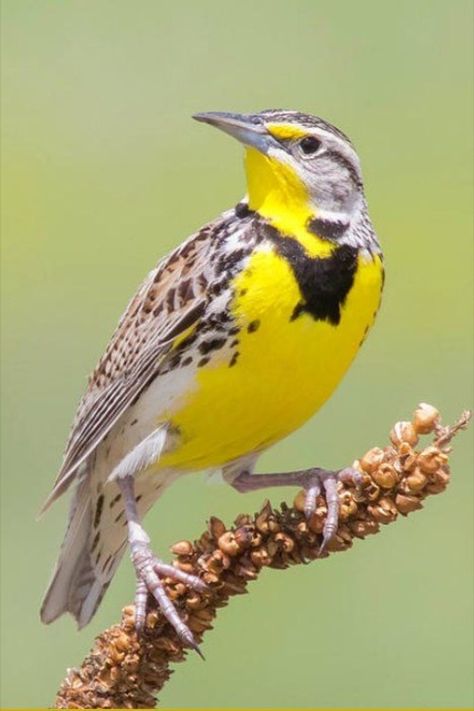 Meadow Lark, Wild Birds Photography, Bird Carving, Most Beautiful Birds, Kinds Of Birds, Bird Pictures, Exotic Birds, Bird Drawings, Pretty Birds