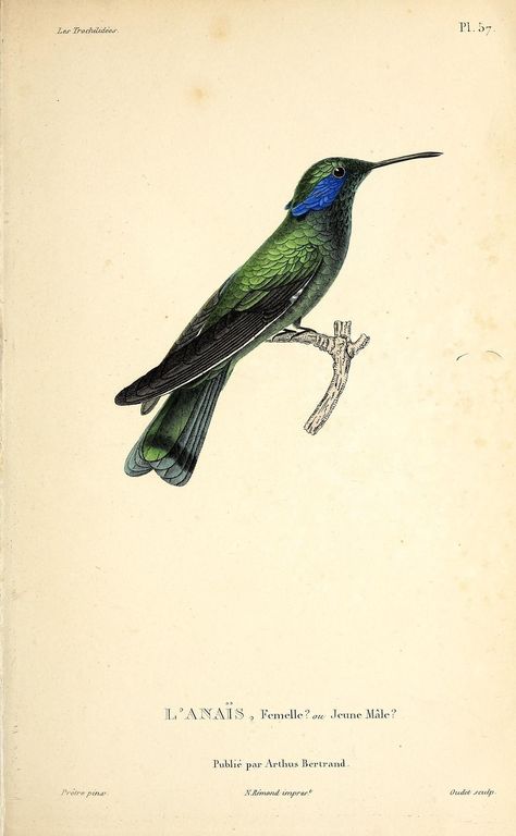 n342_w1150 | Les trochilidées :. Paris :A. Bertrand,[1832?]… | Flickr Biology Illustration, Zoological Illustration, Images For Collage, Hummingbird Illustration, Botanical Printables, Vintage Hummingbird, Decoupage Jewelry, Zoo Art, Illustration Tattoo