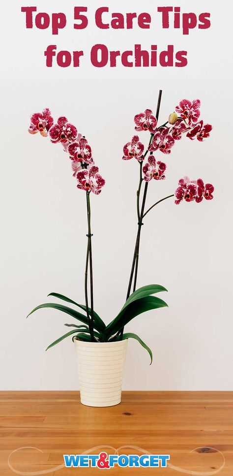 Ask Wet & Forget 5 Tips to Taking Care of Orchids in Your Home | Ask Wet & Forget Care Of Orchids, Ordinary House, Homesteading Life, Grow Orchids, Orchids Care, Indoor Orchids, Orchid House, Types Of Orchids, Plant Pests