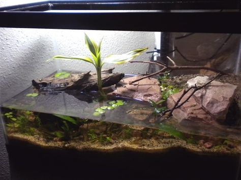 Red Claw Crab Sanctuary Red Clawed Crab Tank, Red Claw Crab Tank, Crab Paludarium, Vampire Crab, Crab Habitat, Turtle Tank Setup, Hermit Crab Habitat, Crab Tank, Fiddler Crab