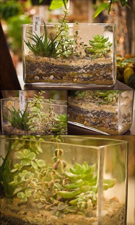 four-images-showing-glass-aquariums-filled-with-dirt-and-stones-with-planted-succulents-tillandsia-plants-and-others-air-plant-terrarium-solutions Cactus Terrarium, Mini Terrarium, Air Plant Terrarium, Deco Nature, Indoor Gardens, Garden Terrarium, Terraria, Terrarium Plants, Succulent Terrarium