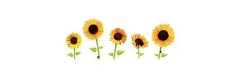 Sunflower Cover Photo, Cute Fb Cover Photos, Sunflower Header, Sunflower Widget, Fb Cover Photos Aesthetic, Sunflower Banner, Notion Header, Fb Cover Photo, Notion Setup