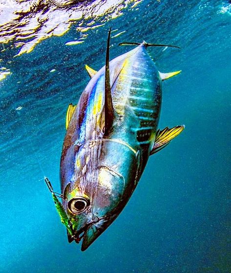 Tuna Photography, Tuna Wallpaper, Fish References, Blue Fin Tuna, Fish Gallery, Albacore Tuna, Yellowfin Tuna, Fish Artwork, Fishing Pictures