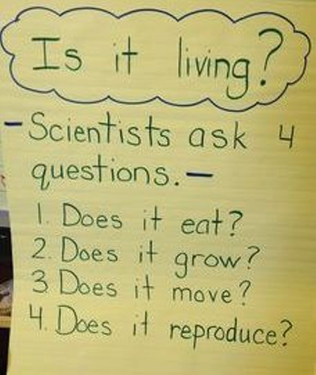 Plants Kindergarten Activities, Plants Kindergarten, Living And Nonliving, Science Anchor Charts, 1st Grade Science, First Grade Science, Primary Science, 4th Grade Science, 5th Grade Science