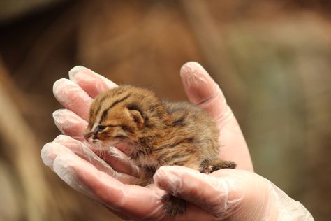 Rusty-spotted cat, April 2015 - ZooChat Rusty Spotted Cat, Black Footed Cat, Small Wild Cats, Spotted Cat, Cat Species, Leopard Cat, House Cat, Interesting Animals, Baby Animals Pictures