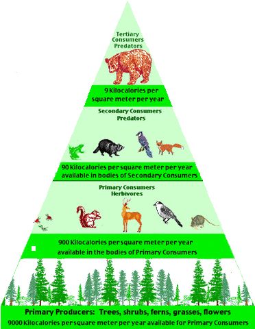 Picture Animal Food Chain, Food Chain Project, Food Webs Projects, Rainforest Diorama, Types Of Ecosystems, Science Food Chains, Ecosystem Project, Ecological Pyramid, Temperate Forest