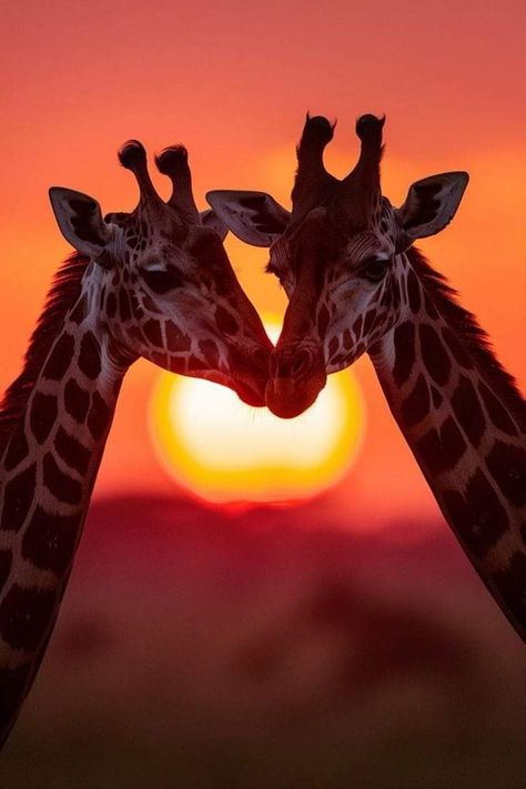 Giraffe Background, African Animals Photography, Savannah Animals, Giraffe Images, Savannah Style, Giraffe Pictures, Wild Animals Photography, Giraffe Painting, African Sunset