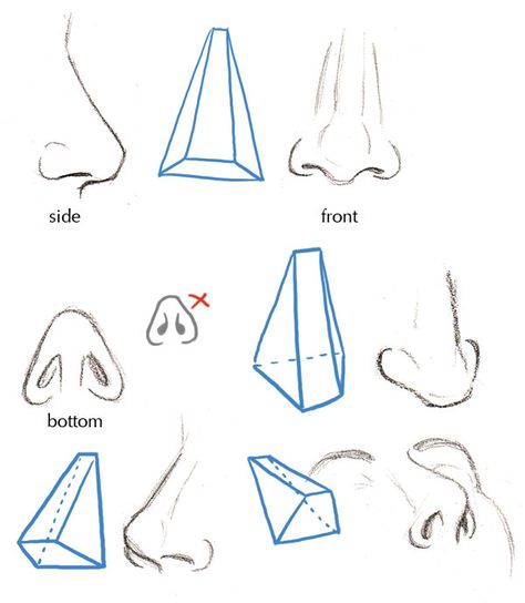 Human Anatomy Fundamentals: Basics of The Face - Tuts+ Design & Illustration Tutorial Types Of Nose, Menswear Design, رسم كاريكاتير, 얼굴 드로잉, Nose Drawing, Human Anatomy Drawing, 얼굴 그리기, Human Figure Drawing, Human Anatomy Art