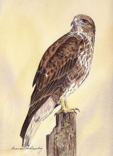 Falcon Art, Spirit Animal Art, African Art Paintings, Buzzard, Wildlife Paintings, Bird Artwork, Fantasy Paintings, Bird Drawings, Watercolor Bird