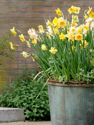 11 Gorgeous Ways to Design With Spring Bulbs in Your Garden Tulips Garden Design, Bulbs Garden Design, Container Garden Design, Tulips Garden, Spring Flowering Bulbs, Yellow Daffodils, Garden Bulbs, Have Inspiration, Garden Containers