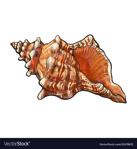 Realistic Seashell Tattoo, Sea Shell Sketch, Conch Shell Drawing, Shell Drawings, Realistic Hand Drawing, Shell Sketch, Sea Snail Shell, Sea Creatures Drawing, Shell Drawing