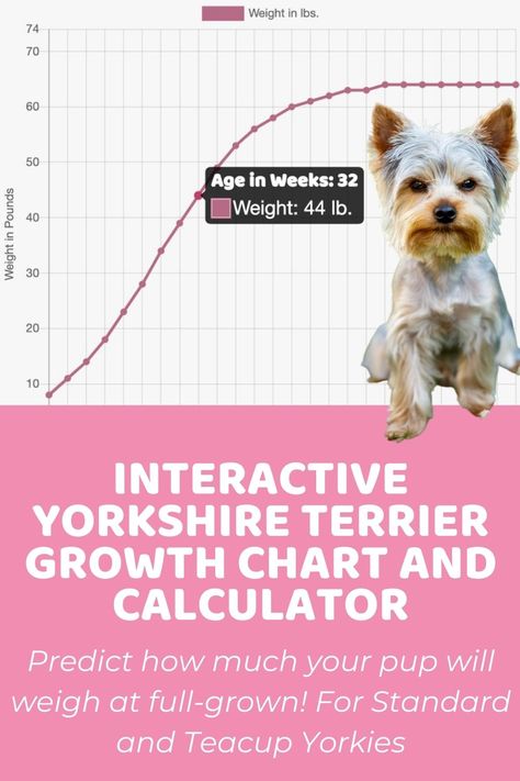 Interactive Yorkshire Terrier Growth Chart and Calculator - Puppy Weight Calculator Baby Weight Chart, Puppy Growth Chart, Bird Dog Exercise, Leg Machine Workout, Yorkshire Terrier Puppy, Retro Fitness, Weight Charts, Weight Calculator, Yorkie Terrier