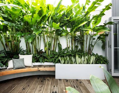 Recycled Decking, Small City Garden, Screen Plants, Tropical Garden Design, Outdoor Seating Area, Outside Living, City Garden, Tropical Landscaping, Courtyard Garden