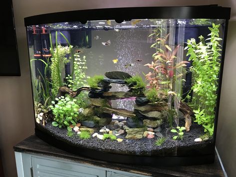 My 36 Gallon Bow Front Planted Community Tank - Imgur 36 Gallon Bow Front Aquarium Ideas, 36 Gallon Bow Front Aquarium, 8 Gallon Fish Tank Ideas, 10 Gallon Community Tank, 35 Gallon Fish Tank Ideas, Planted 10 Gallon Aquarium, Community Tank Freshwater, 37 Gallon Fish Tank Ideas, 36 Gallon Fish Tank Ideas