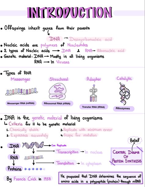 Biology Notes Ipad, Nucleic Acid Notes, Protein Synthesis Notes, Cute Ipad Notes, Notes On Goodnotes, Dna Notes, Genetics Notes, Goodnotes Inspiration, Alevel Biology