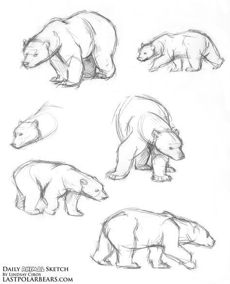 Daily Animal Sketch – Polar Bear Warm ups – Last of the Polar Bears Muscular Animals, Thumbnail Poses, Drawing Bears, Polar Bear Drawing, Bear Sketch, Polar Bear Art, Ursa Minor, Nature Sketch, Bear Drawing